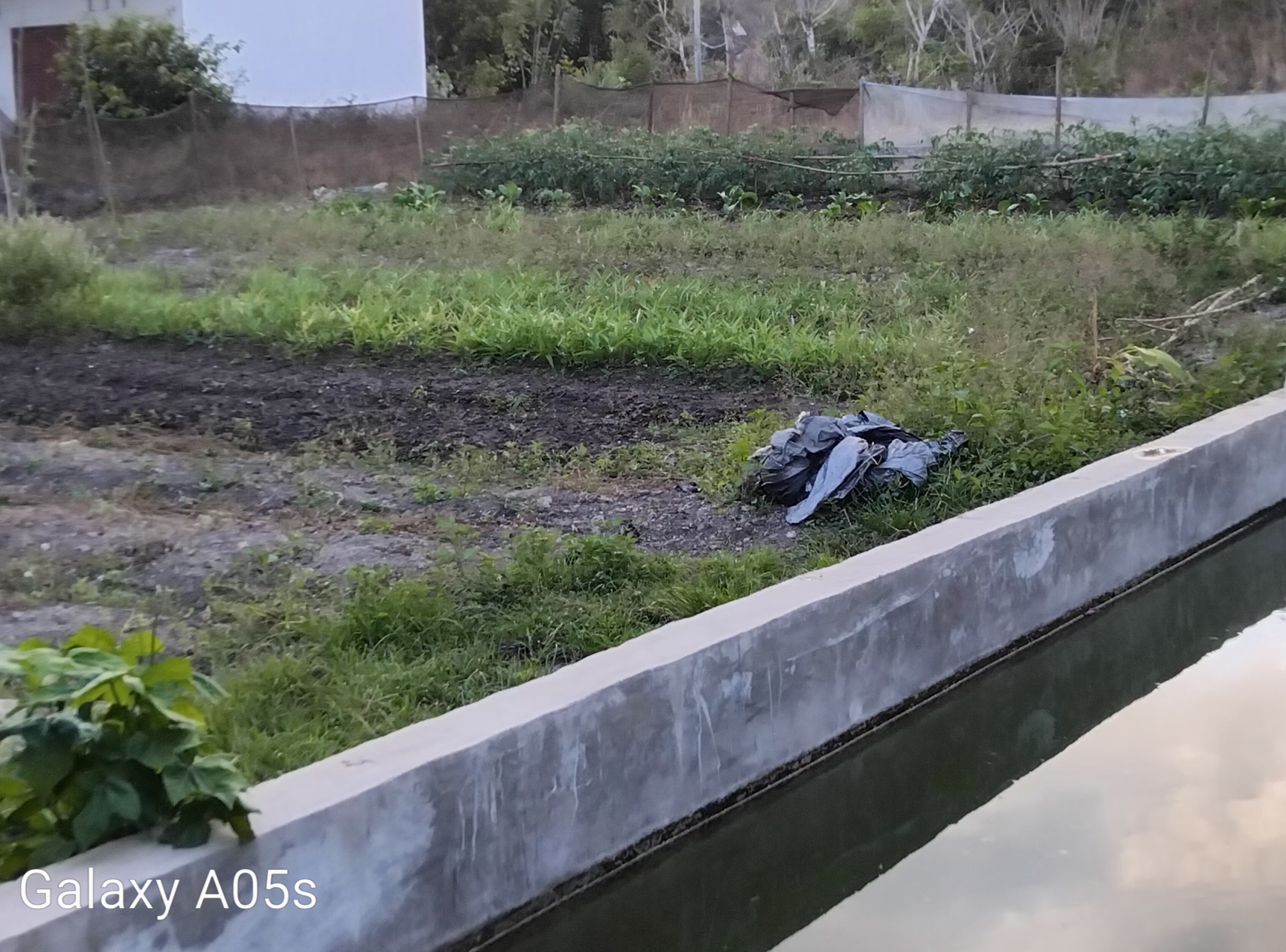 Kebun dan Kolam Desa